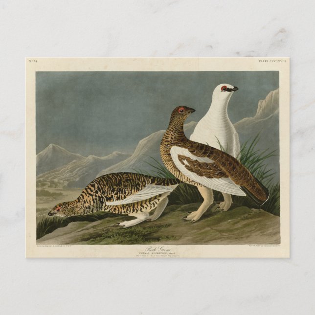 Postal Rock Grous (Ptarmigan), los pájaros de América de  (Anverso)