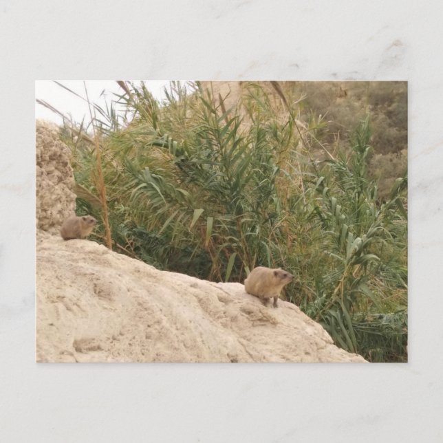 Postal Rock Hyrax, Ein Gedi, Israel (Anverso)