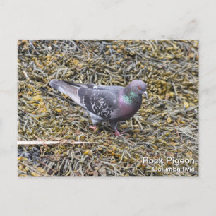 Postal Rock Pigeon