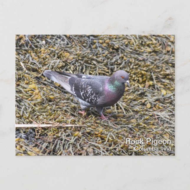 Postal Rock Pigeon (Anverso)