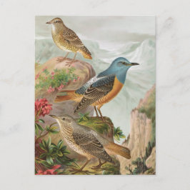 Postal Rock Thrush