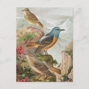 Postal Rock Thrush