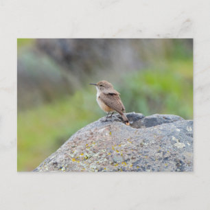 Postal Rock Wren