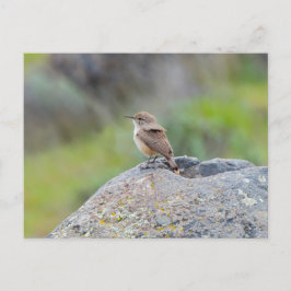Postal Rock Wren