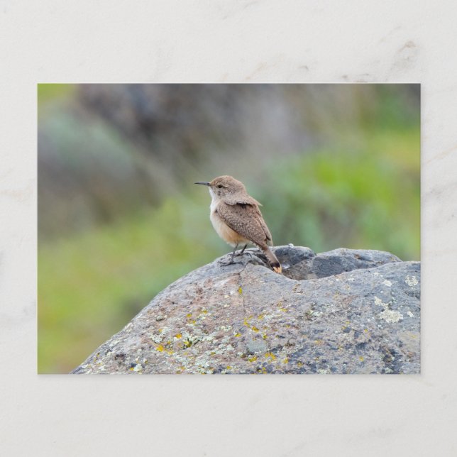 Postal Rock Wren (Anverso)