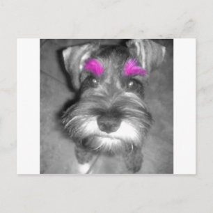 Postal Rock y Rollo de Cachorro Rosa en miniatura Schnauz