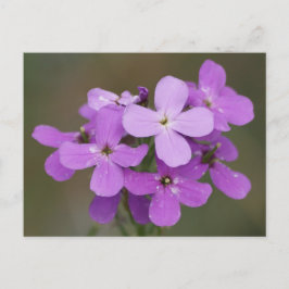 Postal Rocket de F19 Purple Wildflowers Dame