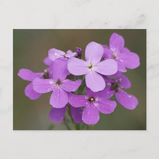 Postal Rocket de F19 Purple Wildflowers Dame (Anverso)