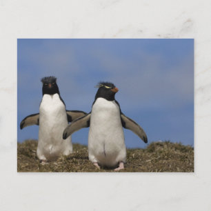 Postal Rockhopper Pingüinos Eudyptes crisocome