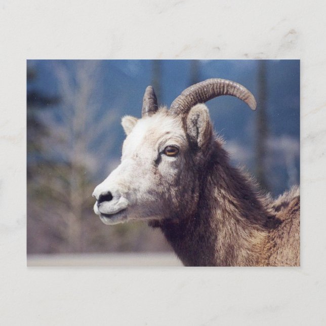 Postal Rocky Mountain Big Horn Sheep (Anverso)