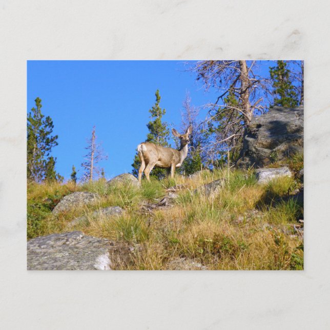 Postal Rocky Mountain Deer (Anverso)