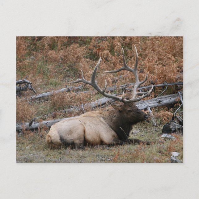 Postal Rocky Mountain Elk (Anverso)