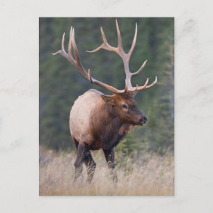 Postal Rocky Mountain Elk