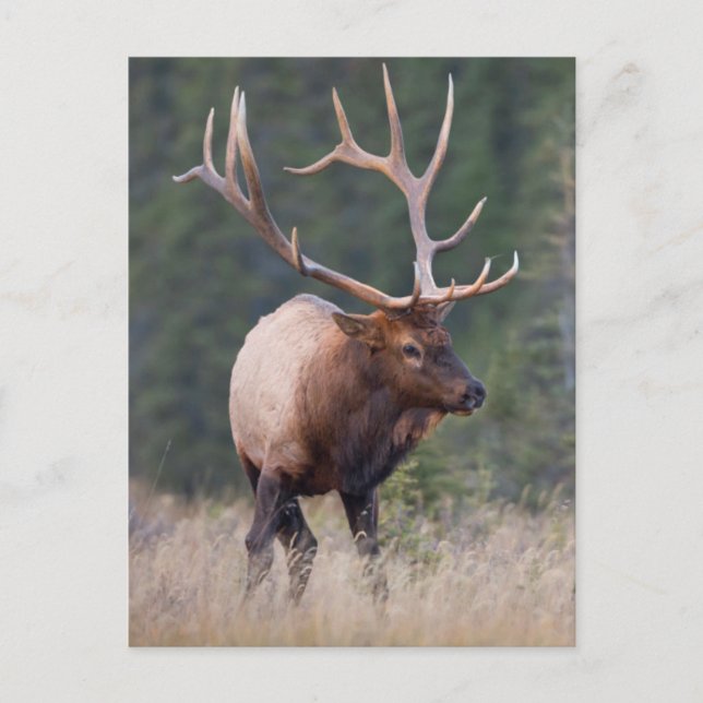 Postal Rocky Mountain Elk (Anverso)