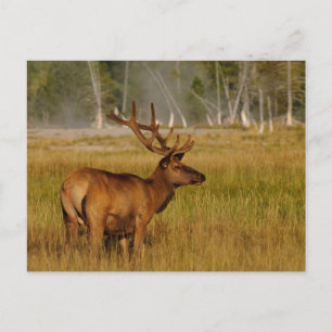 Postal Rocky Mountain Elk   Yellowstone National Park