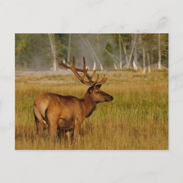 Postal Rocky Mountain Elk | Yellowstone National Park (Anverso)