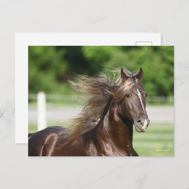 Postal Rocky Mountain Horse Stallion Headshot (Anverso / Reverso)