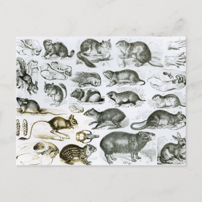 Postal Rodentia-Rodents o Gnawing Animals (Anverso)