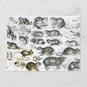 Postal Rodentia-Rodents o Gnawing Animals