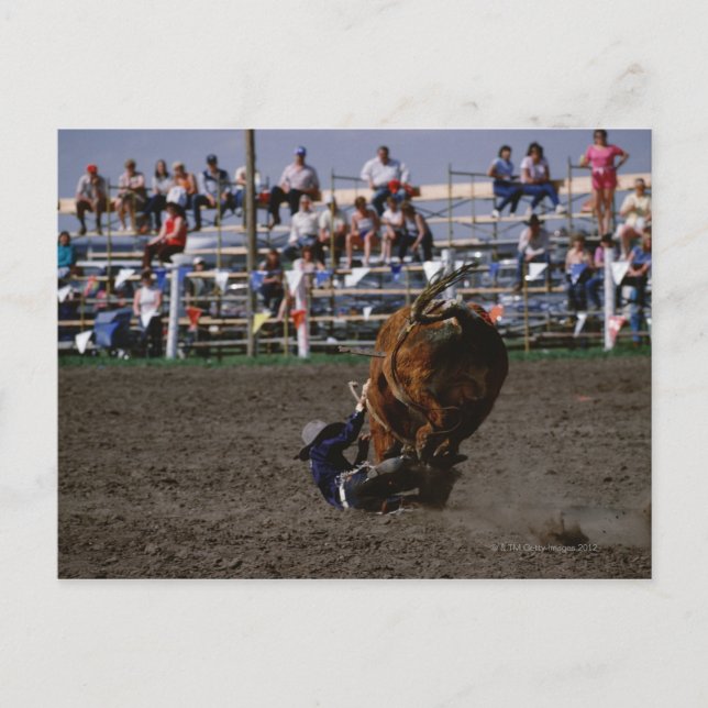 Postal Rodeo-jinete cayendo del toro (Anverso)