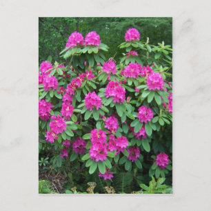 Postal Rododendro del bosque