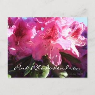 Postal rododendro rosa