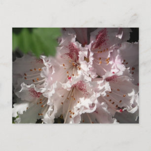 Postal Rododendro rosado 2