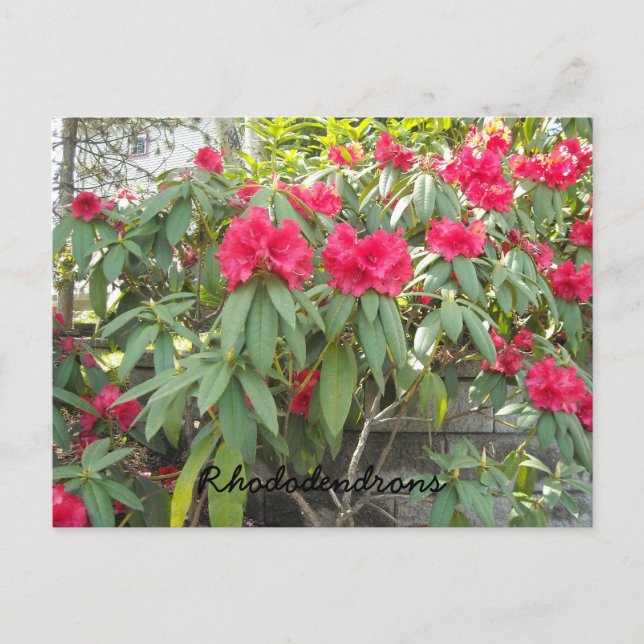Postal Rododendros rojos (Anverso)