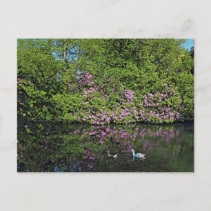 Postal Rododendros y Geese. Lago Roath Park, Cardiff