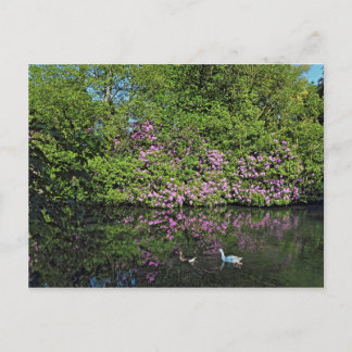 Postal Rododendros y Geese. Lago Roath Park, Cardiff