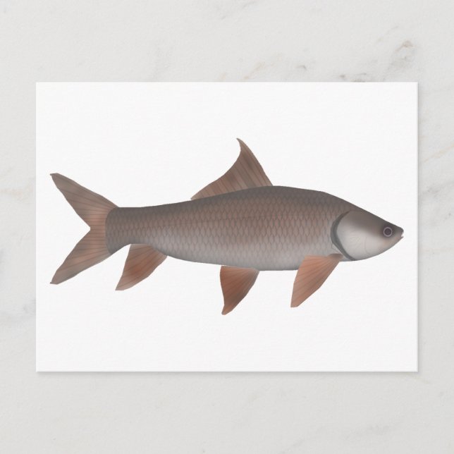 Postal Roho Labeo (Anverso)