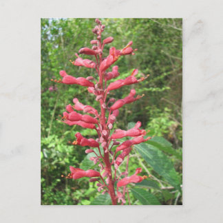 Postal roja de Buckeye