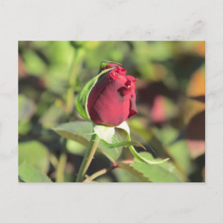 Postal roja de bud