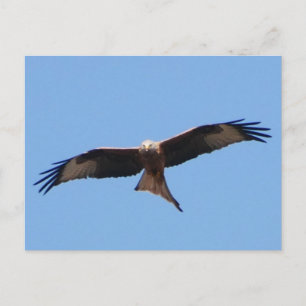 Postal roja de Kite