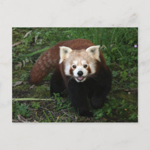 Postal roja panda