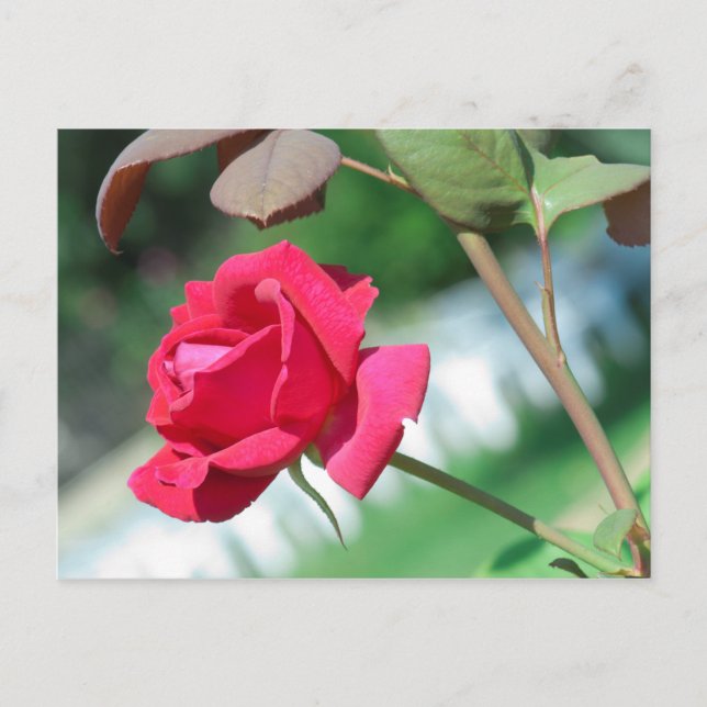 Postal Rojo (Anverso)
