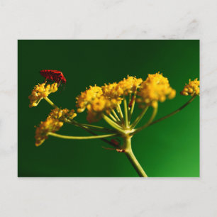 Postal Rojo - Amarillo - Verde