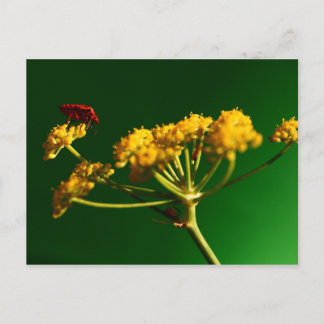 Postal Rojo - Amarillo - Verde