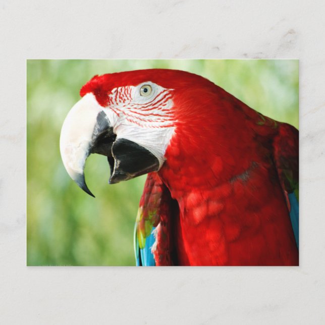 Postal Rojo brillante (Anverso)