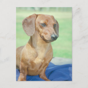 Postal Rojo de Dachshund