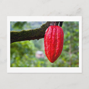 Postal rojo de la vaina de cacao