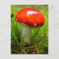 Rojo de seta de la Agaría de la Mosca