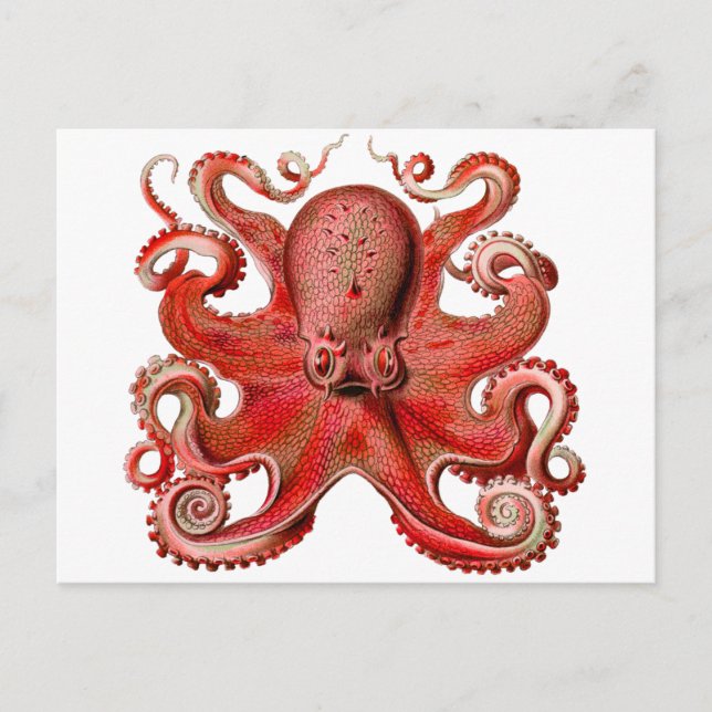 Postal Rojo del pulpo de Haeckel (Anverso)