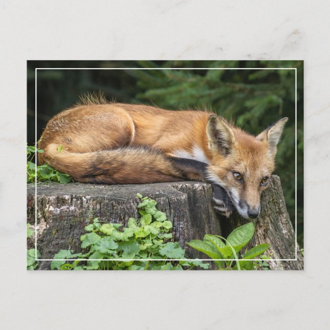 Postal Rojo Fox (Anverso)