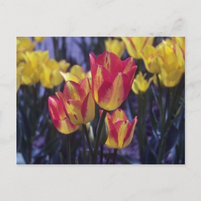 Postal Rojo Georgette Tulip, (Tulipa Multoflora) flores (Anverso)