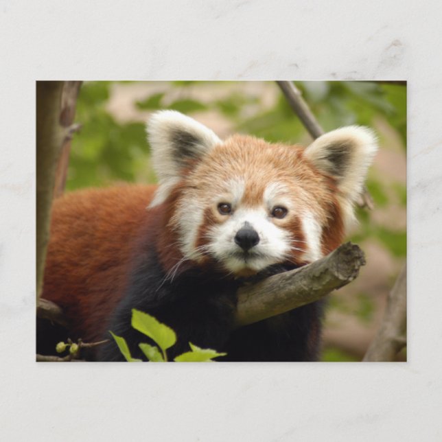 Postal rojo-panda-007 (Anverso)