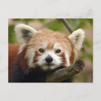 Postal rojo-panda-010
