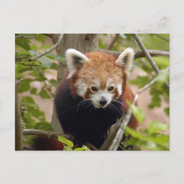 Postal rojo-panda-023 (Anverso)