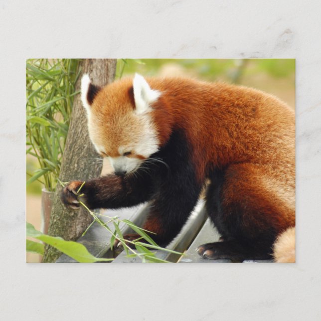 Postal rojo-panda-029 (Anverso)