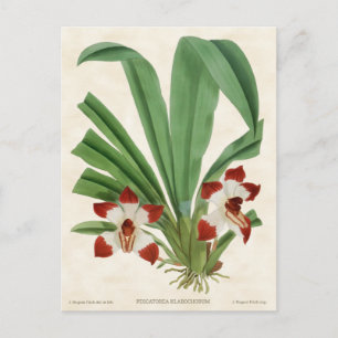 Postal Rojo Pescatorea Orquídea Vintage Botánico